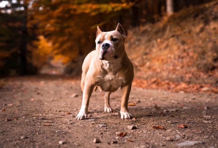 Perro Pitbull