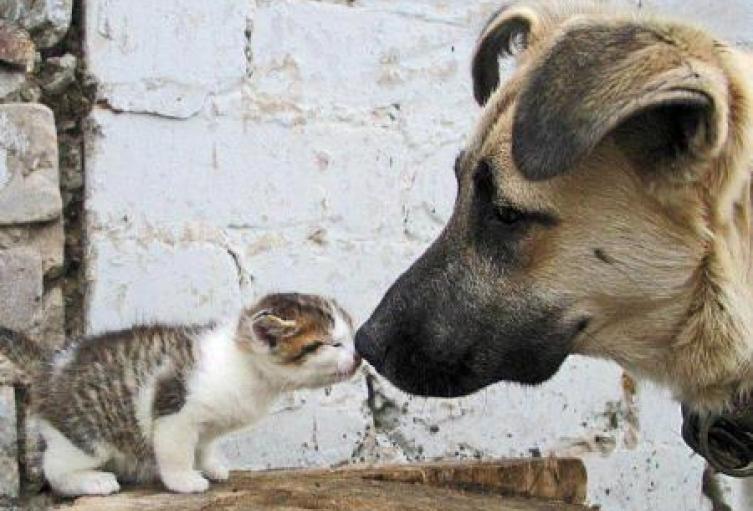 Protección animal