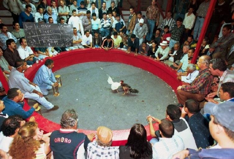 Peleas de gallos