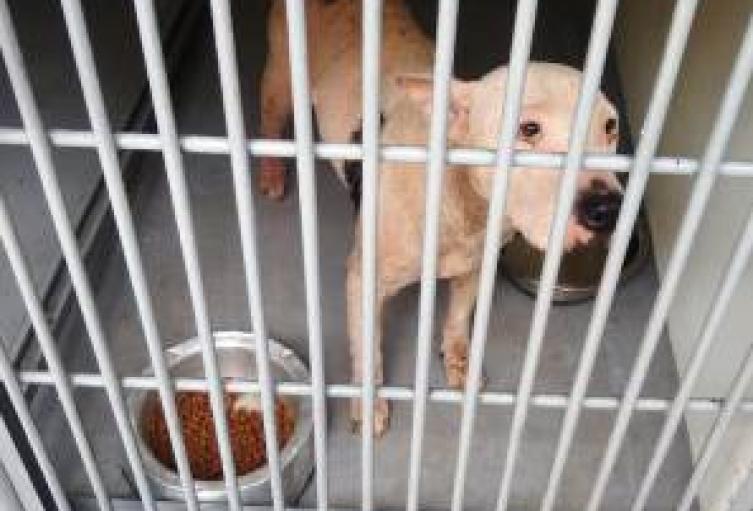 Perro pitbull ataca a un menor que cae de un segundo piso