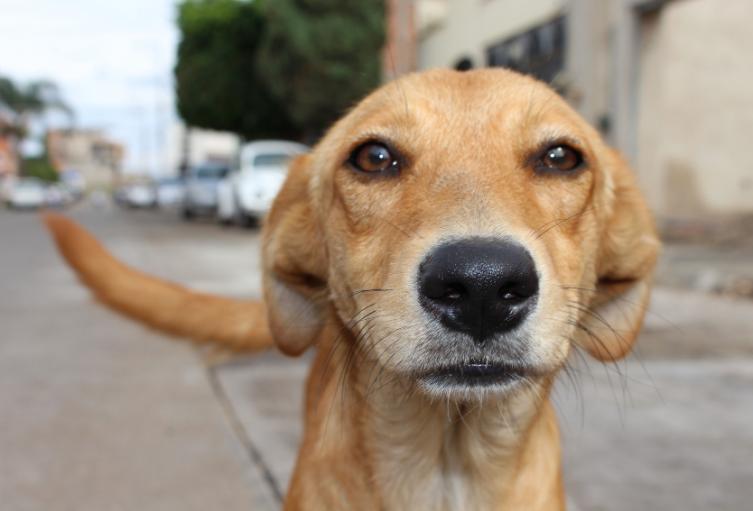 Maltrato animal, perro
