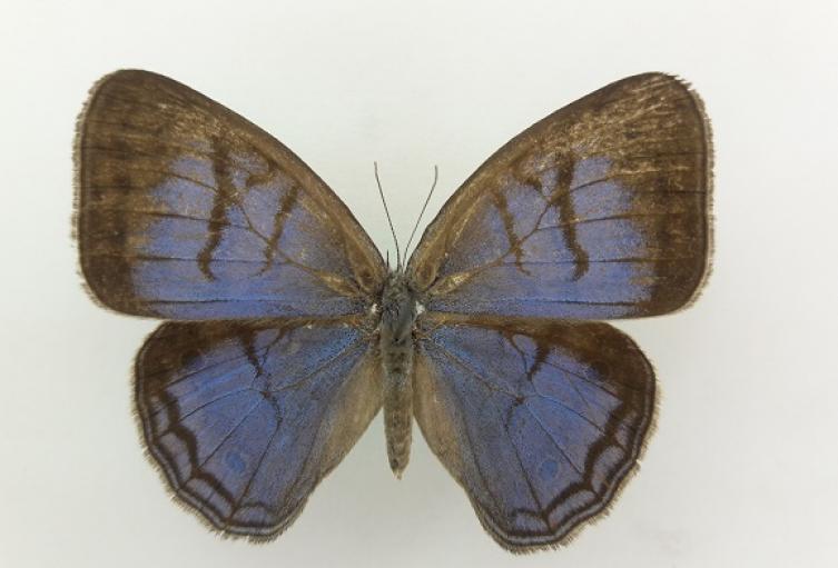 Mariposa (Caeruleuptychia sinchi).