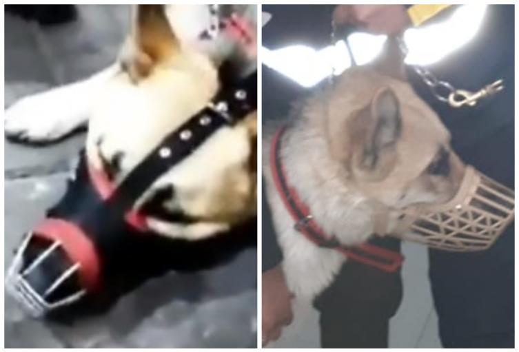 Animal