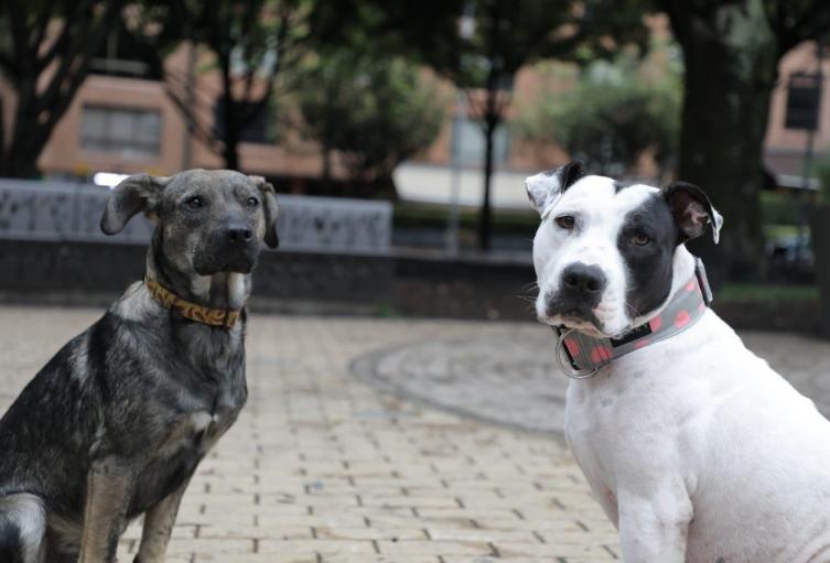 Mascotas.