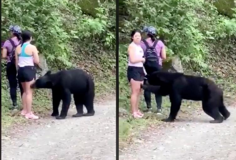 Oso ataca a turista