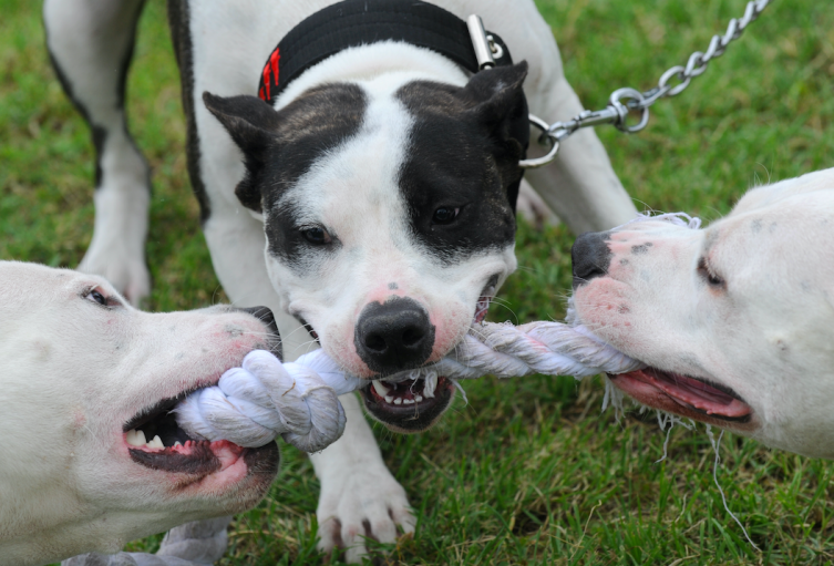Perros pitbull.
