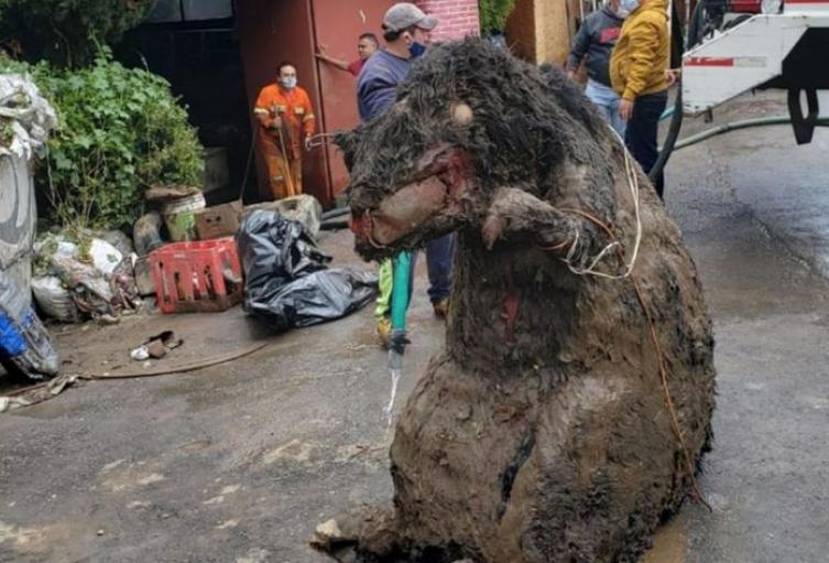 Rata gigante en México