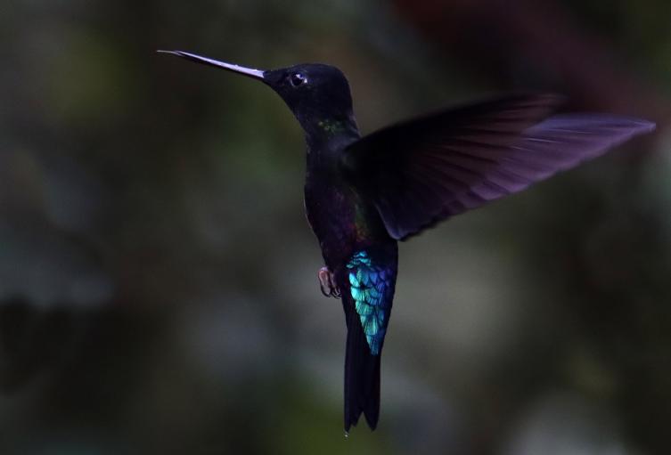 Los Colibrí en Monserrate, - Paramuno