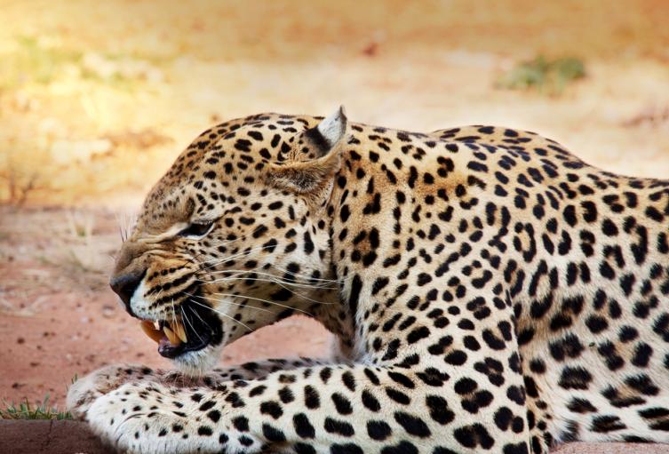 Leopardo