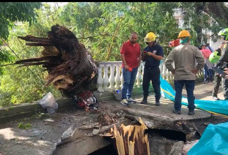 Árbol en Ibagué