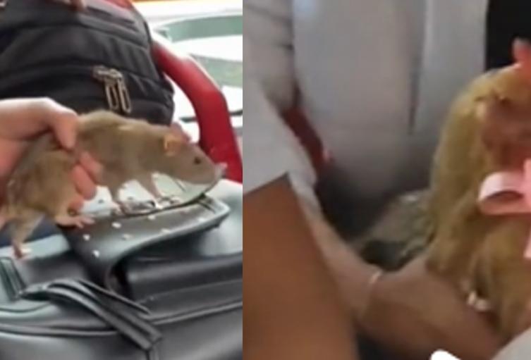 Ratones y gallinas en Transmilenio en Bogotá Ratones y gallinas en Transmilenio en Bogotá