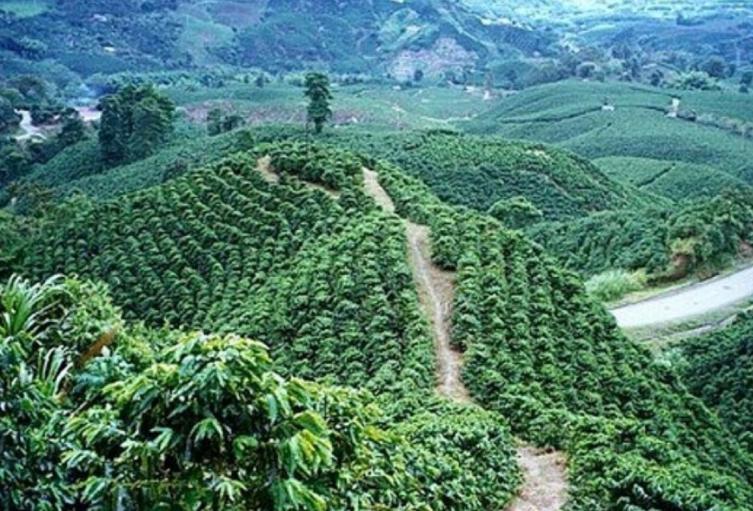 Eje Cafetero