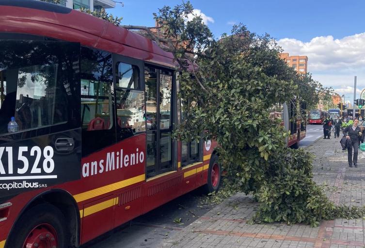 Árbol caído en un Transmilenio