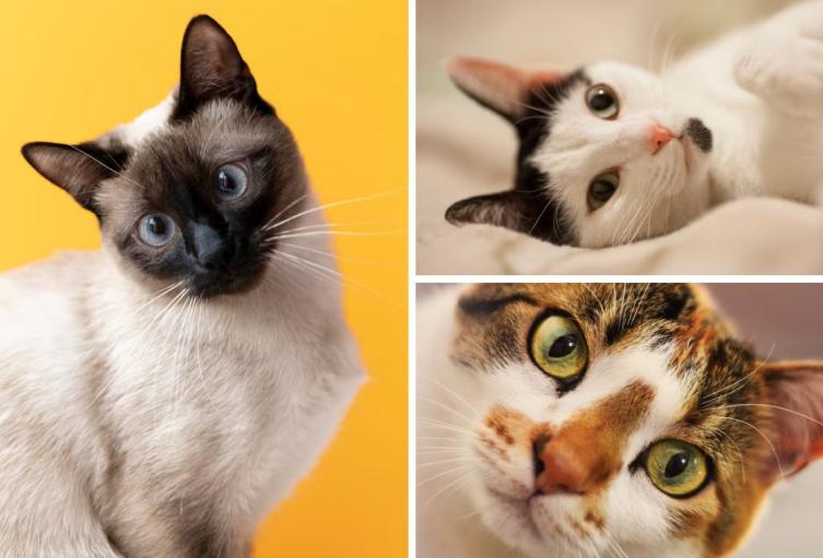 ¿Qué significa que un gato le muestre la panza? Expertos responden ¿Qué significa que un gato le muestre la panza? Expertos responden
