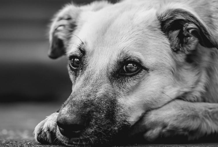 Lo que dice la ley sobre las mascotas en los conjuntos residenciales Lo que dice la ley sobre las mascotas en los conjuntos residenciales