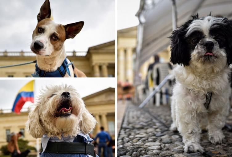 Adopte un peludo en Ciudad Bolívar: ¿cuándo será la jornada y qué piden? Adopte un peludo en Ciudad Bolívar: ¿cuándo será la jornada y qué piden?