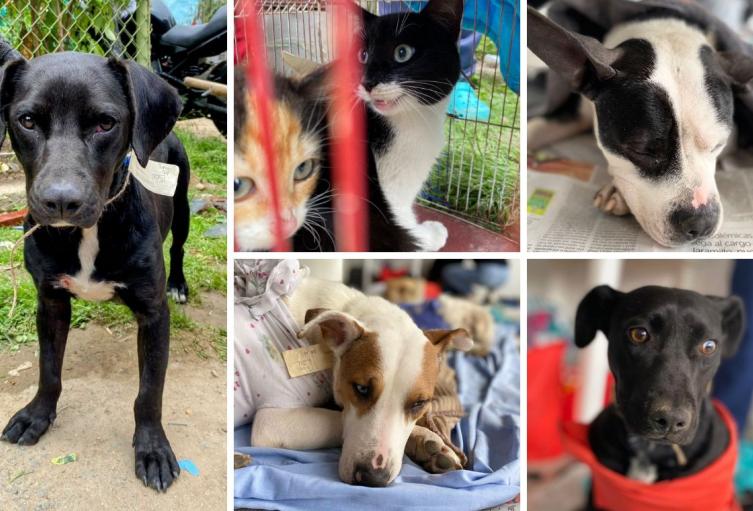 Banco de medicinas y alimentos para mascotas: guía para solicitar apoyo Banco de medicinas y alimentos para mascotas: guía para solicitar apoyo
