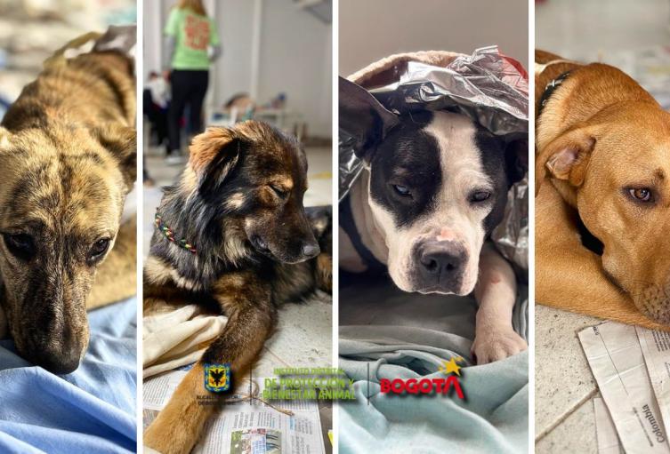 IDPYBA abre convocatoria: apoyarán ideas para proteger y salvar a los animales IDPYBA abre convocatoria: apoyarán ideas para proteger y salvar a los animales