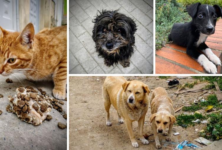 Esterilizaciones gratis en Bogotá: Distrito abrió 4 puntos con 15 mil cupos Esterilizaciones gratis en Bogotá: Distrito abrió 4 puntos con 15 mil cupos