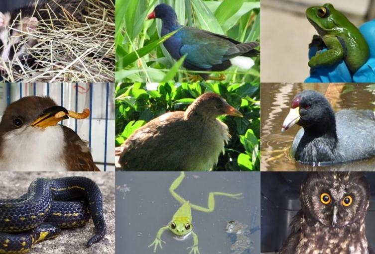Secretaría de Ambiente frena tráfico de fauna: 4 capturados en Bogotá Secretaría de Ambiente frena tráfico de fauna: 4 capturados en Bogotá