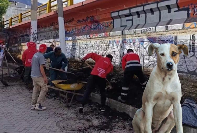Galán le mete mano a puentes tendrán zona exclusiva para los peludos Galán le mete mano a puentes tendrán zona exclusiva para los peludos