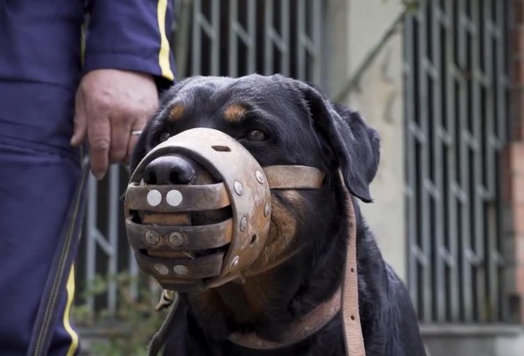 Perro de apoyo de seguridad