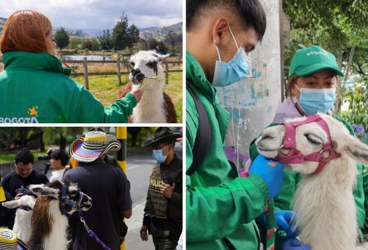 Llamas de la Plaza de Bolívar no se usarán para fotos: se acabó el negocio Llamas de la Plaza de Bolívar no se usarán para fotos: se acabó el negocio