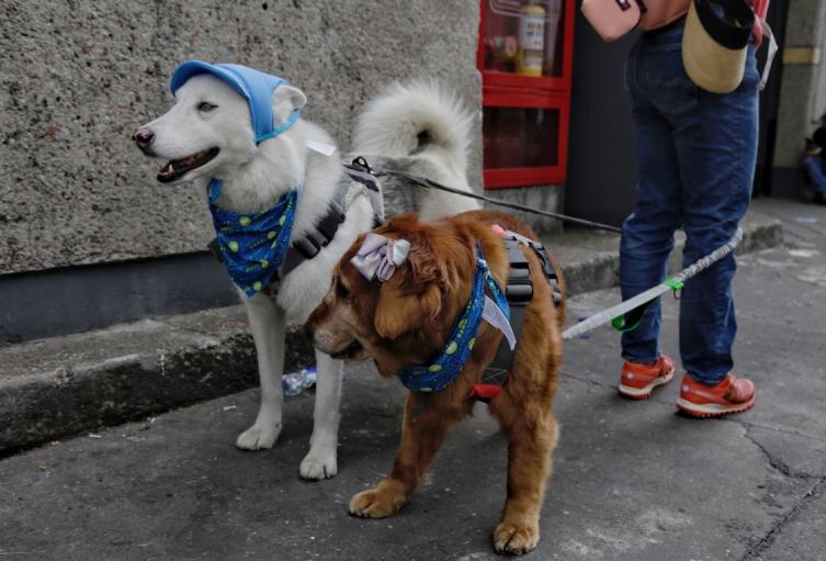 Mascotas en Funza, Cundinamarca