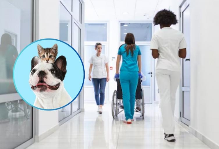 Pacientes terminales podrían recibir a sus mascotas en los hospitales Pacientes terminales podrían recibir a sus mascotas en los hospitales