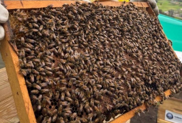 Abejas y campesinos hacen equipo: así se regenera el campo en Cundinamarca Abejas y campesinos hacen equipo: así se regenera el campo en Cundinamarca