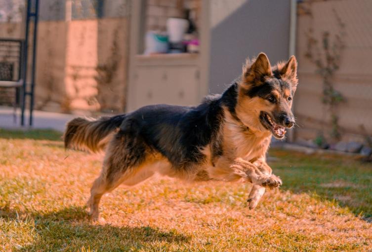 Nueva ley protege a las mascotas de los ciudadanos