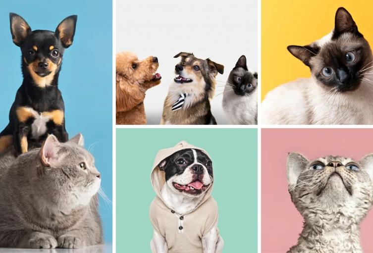 Obesidad en mascotas: señales de alerta y cómo evitarla a tiempo