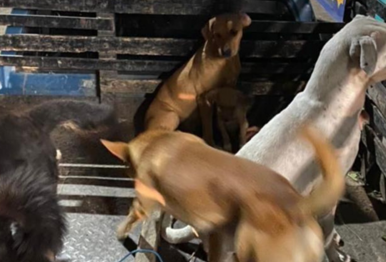 Peluditos buscan familia así será la jornada de adopción en el Concejo de Bogotá Peluditos buscan familia así será la jornada de adopción en el Concejo de Bogotá