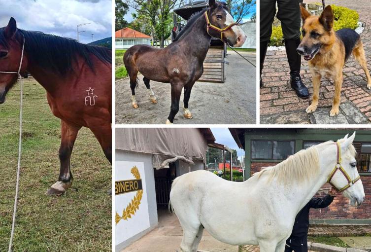 Héroes de 4 patas buscan hogar: adopción de perros y caballos retirados Héroes de 4 patas buscan hogar: adopción de perros y caballos retirados