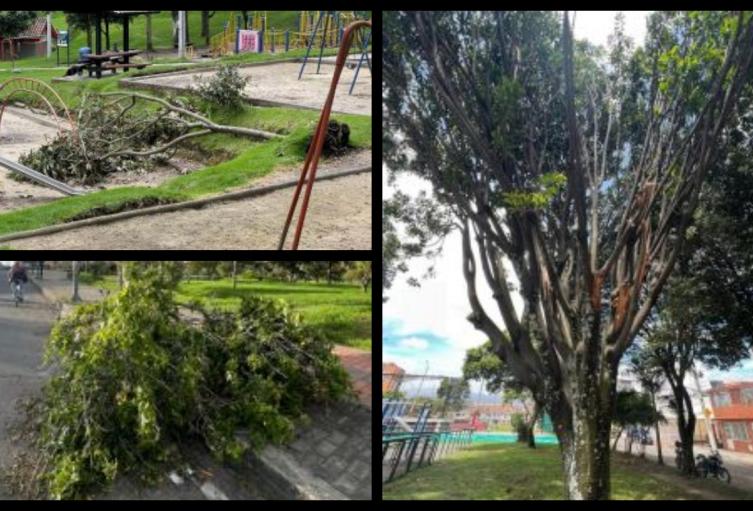 Árboles en mal estado