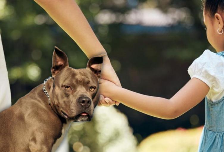 Ataque de perro pitbull en Bogotá
