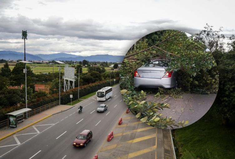 Caída de árbol en la Autopista Norte Caída de árbol en la Autopista Norte