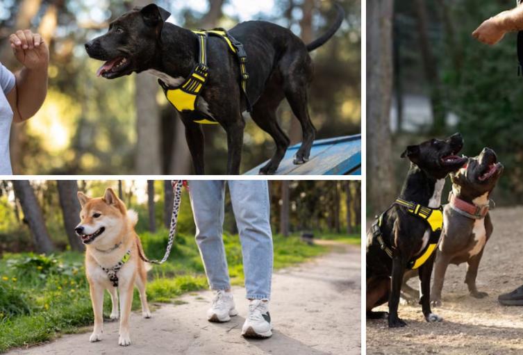 ¿Qué es el canicross? Deporte para sacar todo el potencial junto a su perro ¿Qué es el canicross? Deporte para sacar todo el potencial junto a su perro