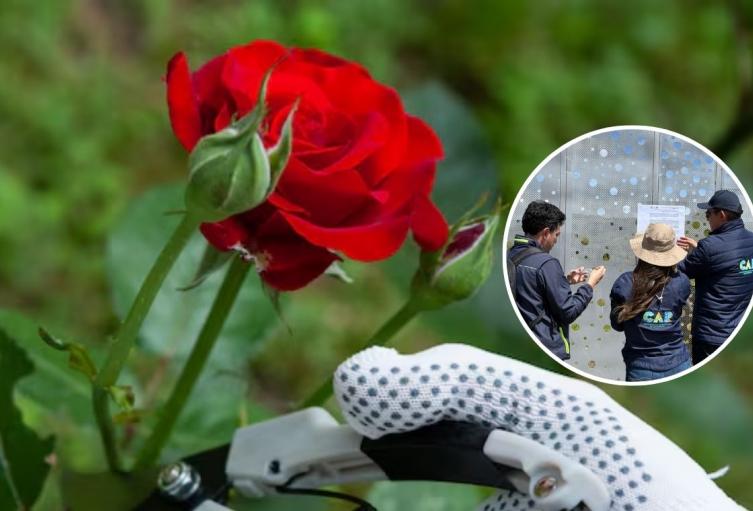 CAR suspende cultivo de rosas en Cundinamarca: se les acabó el negocio CAR suspende cultivo de rosas en Cundinamarca: se les acabó el negocio