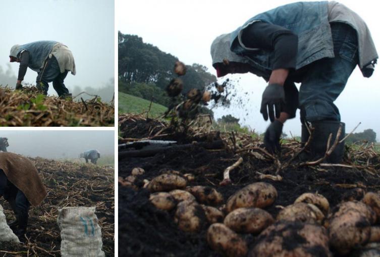 Campesinos les llegará incentivo: bulto de papa dará más ganancia Campesinos les llegará incentivo: bulto de papa dará más ganancia