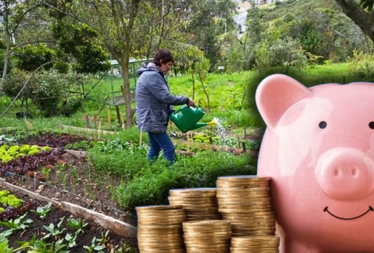 Ciudadanos ahorrarán en alimentación: no gastarán de más en el mercado Ciudadanos ahorrarán en alimentación: no gastarán de más en el mercado