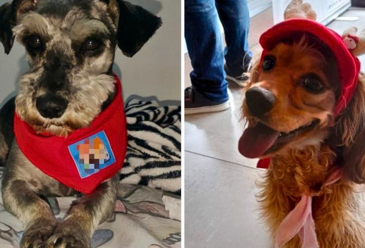 Cárcel para agresores de Tony y Nala: Fiscalía castigó el maltrato animal