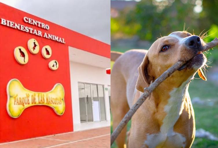 Mascotas en su propio parque Mascotas en su propio parque