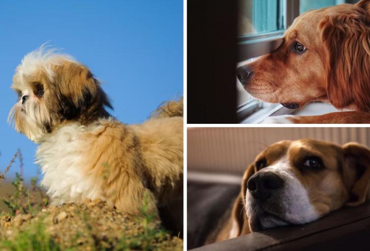 Estafadores usan su mascota para extorsionarlo: no se deje pegar la mordida Estafadores usan su mascota para extorsionarlo: no se deje pegar la mordida