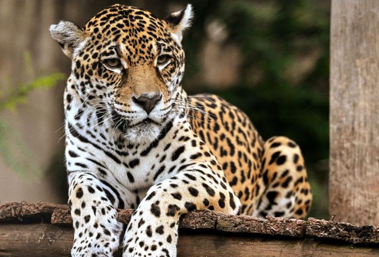 Jaguar en la cuenca baja del río Bogotá: CAR confirma avistamiento Jaguar en la cuenca baja del río Bogotá: CAR confirma avistamiento