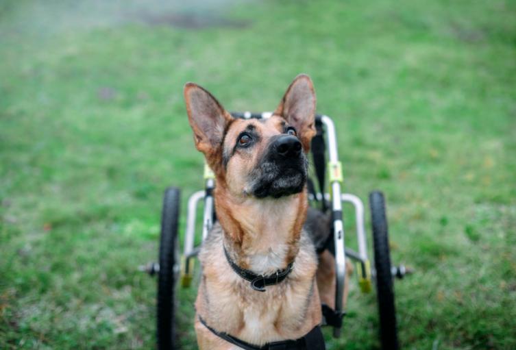 Perritos podrán jugar de nuevo