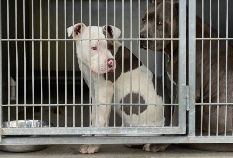 Ataque de perros pitbull Ataque de perros pitbull