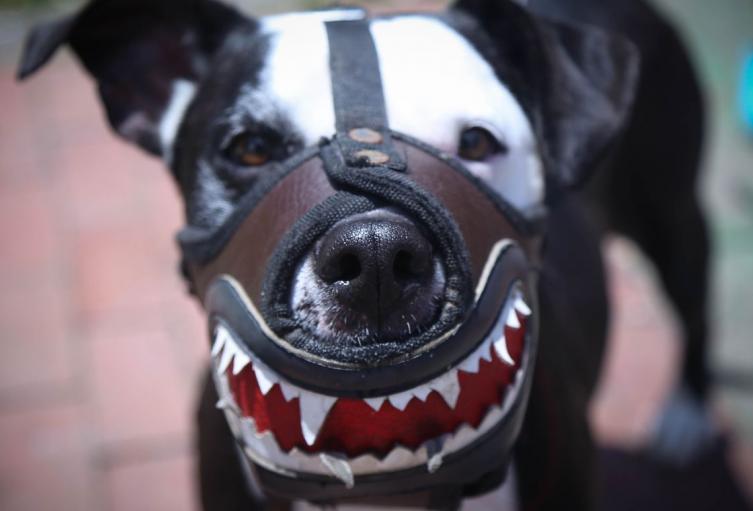 Perros con bozal