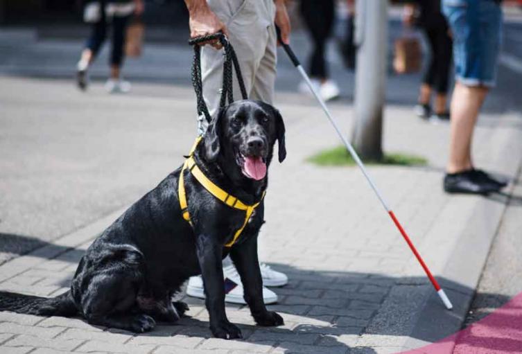 Perros lazarillos no podrán ser prohibidos Perros lazarillos no podrán ser prohibidos