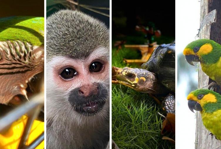 Tráfico ilegal de fauna: capturados enfrentarán cárcel y multa millonaria Tráfico ilegal de fauna: capturados enfrentarán cárcel y multa millonaria